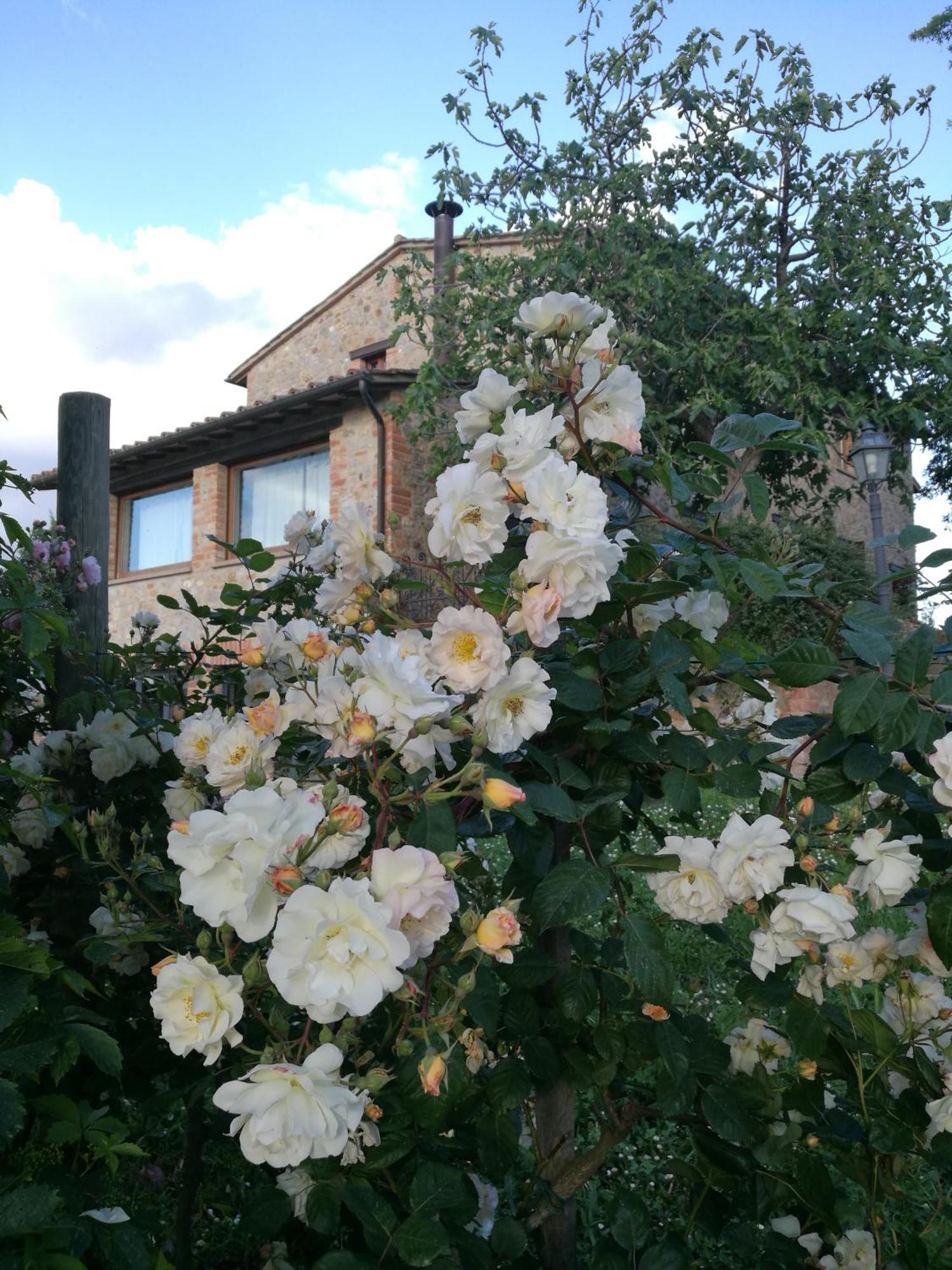 Agriturismo Cornieto 몬테레오네 도르비에토 외부 사진